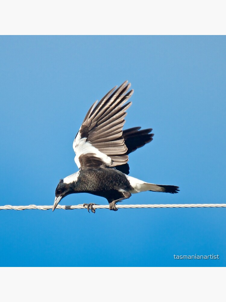 Thumbnail 3 of 3, Canvas Print, MAGPIE ~ Australian Magpie XAES7Y8R by David Irwin designed and sold by tasmanianartist.
