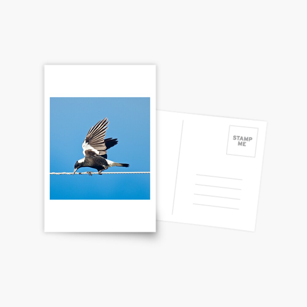 Item preview, Postcard designed and sold by tasmanianartist.
