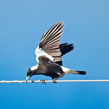Artwork thumbnail, MAGPIE ~ Australian Magpie XAES7Y8R by David Irwin by tasmanianartist