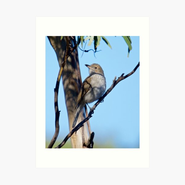 Grey Shrikethrush by David Irwin ~ WO Art Print