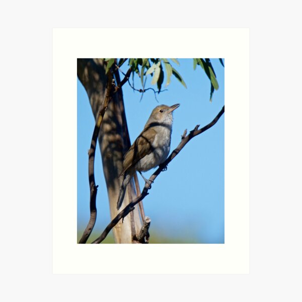 SHRIKETHRUSH ~ Grey Shrikethrush JE637YBQ by David Irwin Art Print