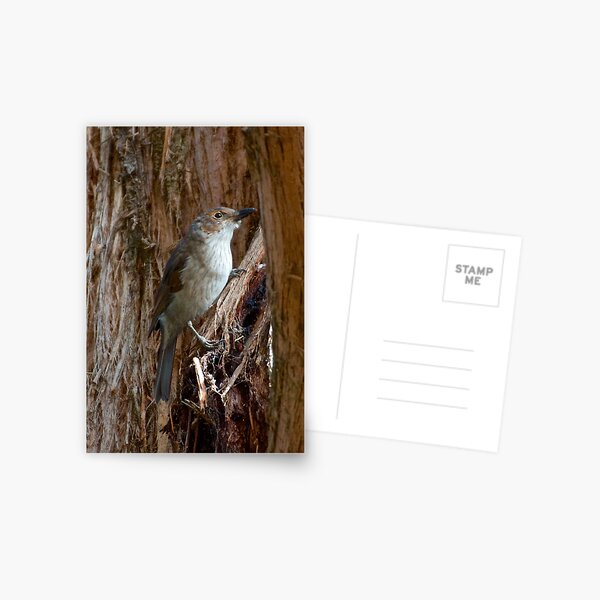 SHRIKETHRUSH ~ Grey Shrikethrush G3YDMMJD by David Irwin Postcard
