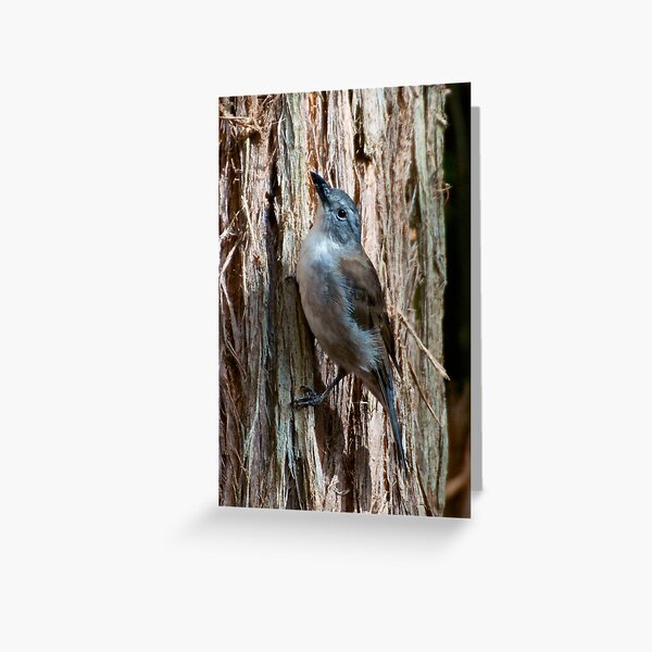 SHRIKETHRUSH ~ Grey Shrikethrush JFZHFC87 by David Irwin Greeting Card