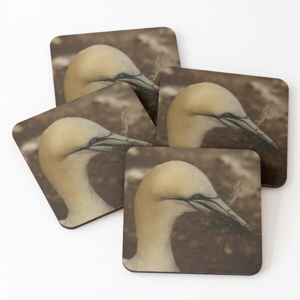 Item preview, Gannet #2 (square portrait) designed and sold by photobypj.