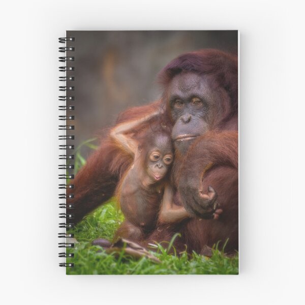 Item preview, Orangutan - a mother's love. designed and sold by David ST Loh Images.