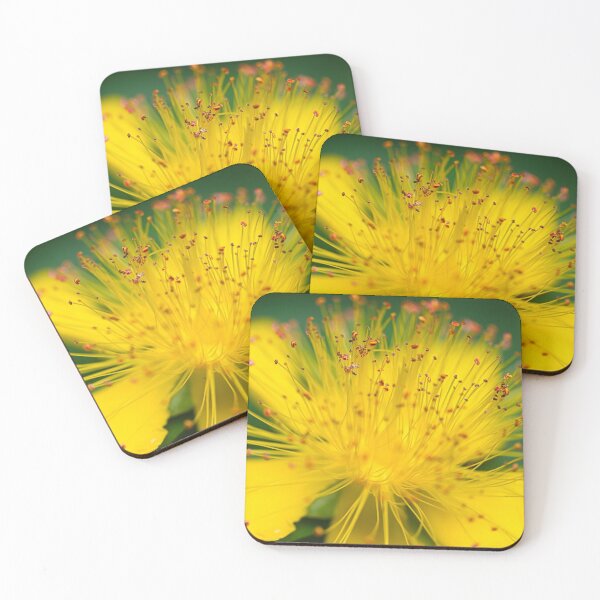 Item preview, Rose of Sharon (hypericum calycinum) designed and sold by Carol Dekle-Foss.