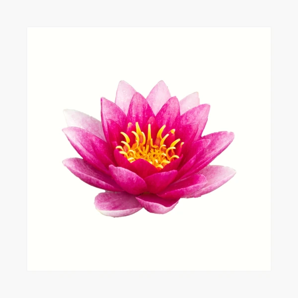make lotus flower on drawing - Clip Art Library