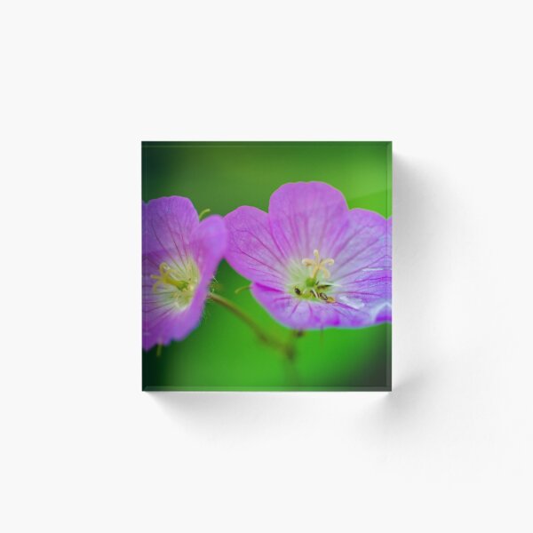 Item preview, Two purple pansies  designed and sold by Efineart.