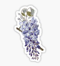 Vintage - Flower - Wisteria Sticker