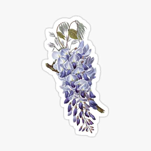 Item preview, Vintage - Flower - Wisteria designed and sold by imageresource.