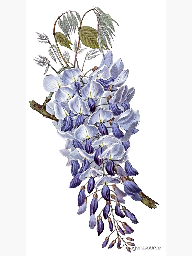 dangling purple wisteria watercolor, cutout Poster for Sale by  EmeraldeaArt