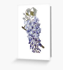 Vintage - Flower - Wisteria Greeting Card