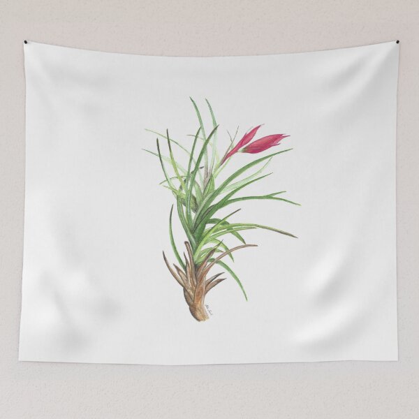 Item preview, Air Plant - Bromeliad watercolour designed and sold by Malu-Iriarte.