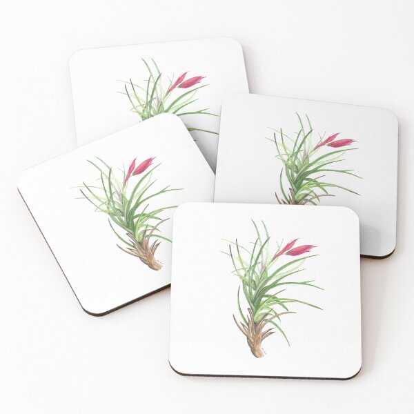 Item preview, Air Plant - Bromeliad watercolour designed and sold by Malu-Iriarte.