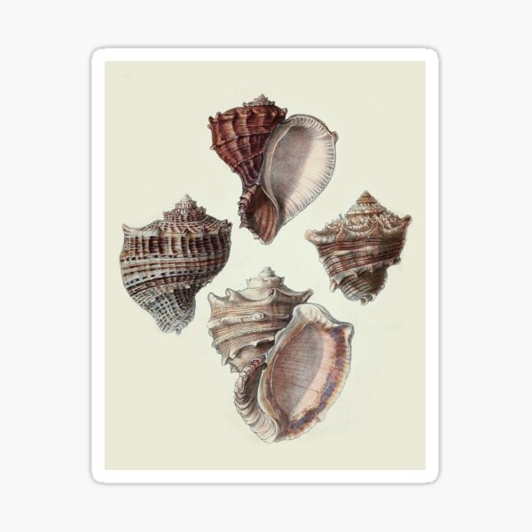 Item preview, Seashells designed and sold by StudioArtNew.