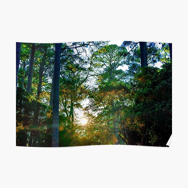 Louisiana Pine Trees Poster