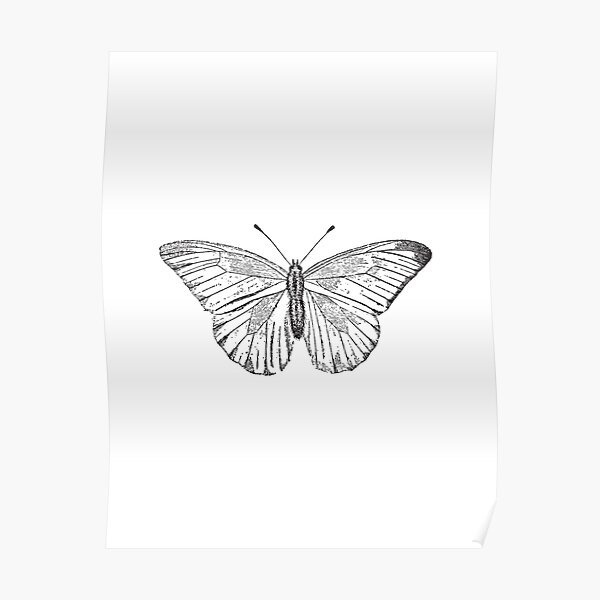 "Black and White Butterfly " Poster for Sale by SunnyMoonCrafts Redbubble