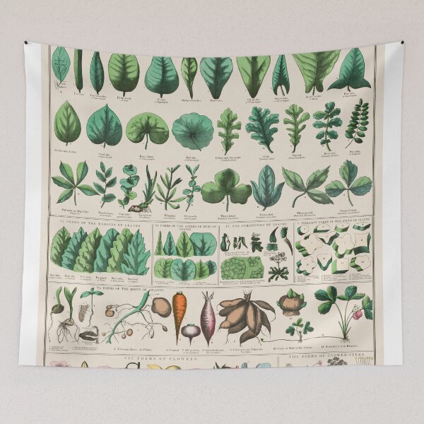 Item preview, Botanical forms of leaves, stems, roots, and flowers (1890) designed and sold by Flamin' Galah.