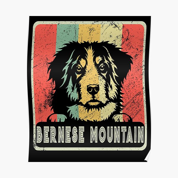 Vintage Bernese Mountain Dog Gift For Dog Lover Poster