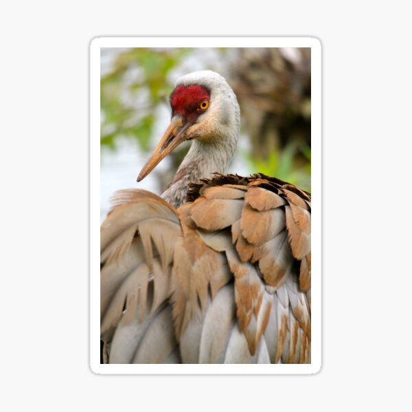 Item preview, Sandhill Crane designed and sold by RichImage.