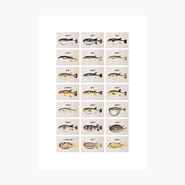 Item preview, Fugu Poster (Korean) designed and sold by moonsoon.