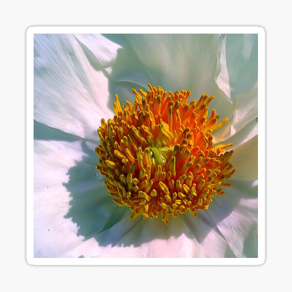 Peony # 1 Sticker
