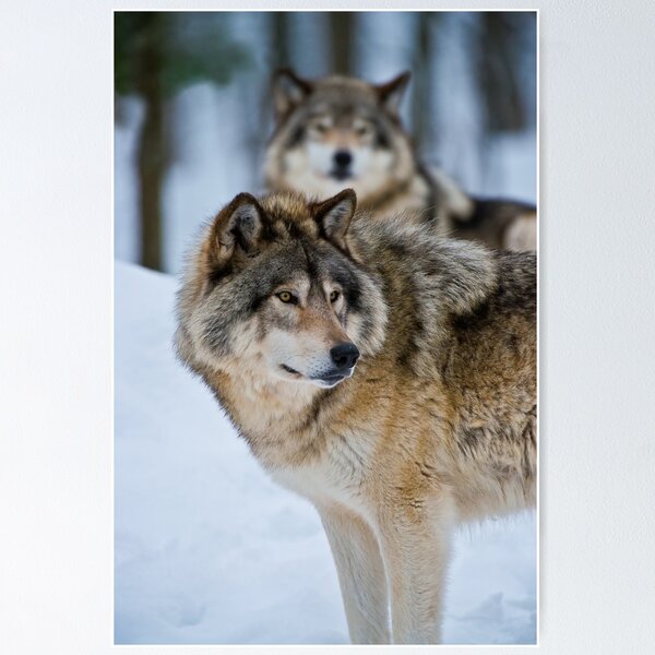 Gray Wolves Poster