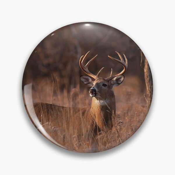 Item preview, Basking in the light - White-tailed deer designed and sold by James Cumming.