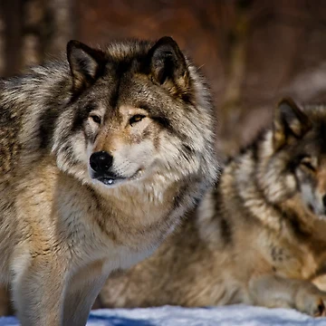 Artwork thumbnail, Timber Wolves by Michael Cummings
