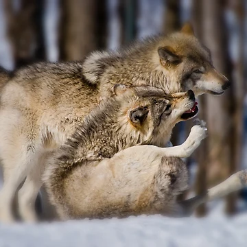 Artwork thumbnail, Timber Wolves by Michael Cummings