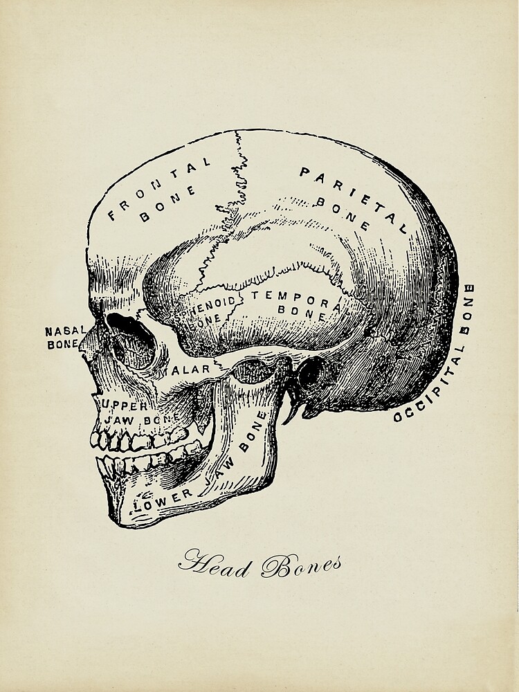 売り卸値†50S SKULL HEAD vintage heavy metal 骸骨 摩訶不思議 卍 オーラを放つメタル スカルヘッド 金属 髑髏 魔よけ 悪魔な儀式 除霊 ETC...卍 洋風