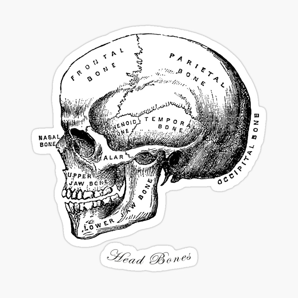 How to Draw a Realistic Skull: Narrated Step by Step - YouTube