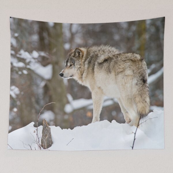 Item preview, Grey Wolf designed and sold by Michael Cummings.
