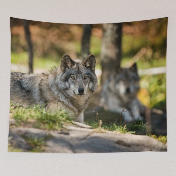 Item preview, Grey Wolf designed and sold by Michael Cummings.