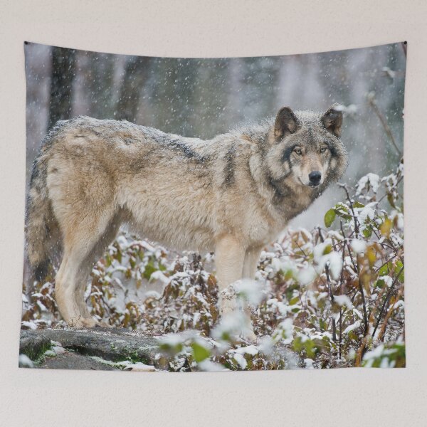 Item preview, Gray Wolf designed and sold by Michael Cummings.