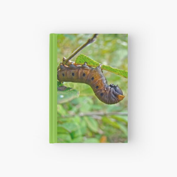 Snowberry Clearwing Hawk Moth Caterpillar - Hemaris diffinis Hardcover Journal