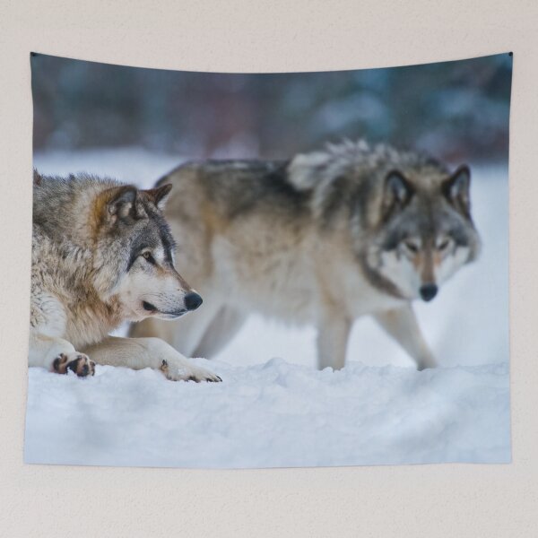Item preview, Grey Wolves designed and sold by Michael Cummings.