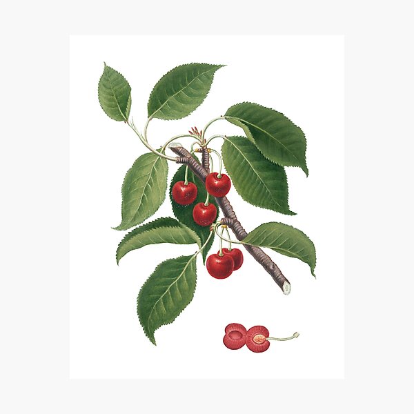 Sour Cherry (Cerasus Cordiformis Duracina) Photographic Print