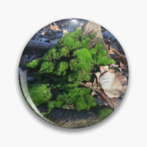 Item preview, Moss on root in the sunny forest designed and sold by FrauStine.