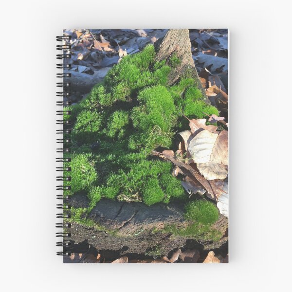 Item preview, Moss on root in the sunny forest designed and sold by FrauStine.
