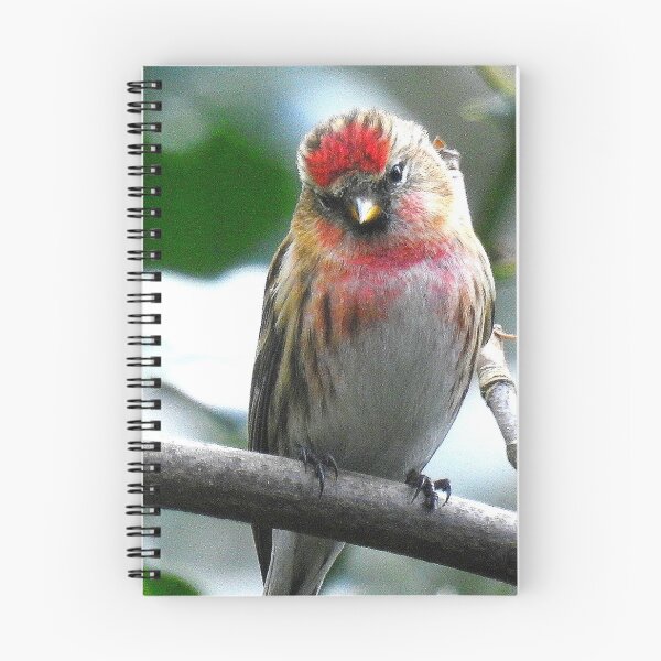 Item preview, Redpoll Looking at Me designed and sold by Barnbk02.