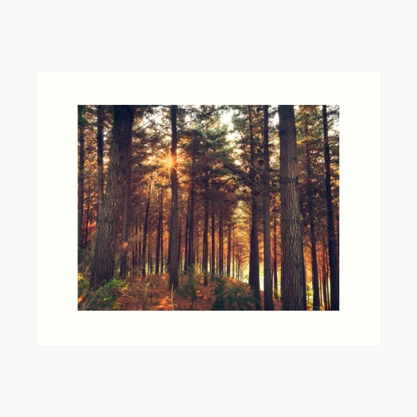 Item preview, Kingsland Forest - Richmond - New Zealand designed and sold by Suzannah Maree.