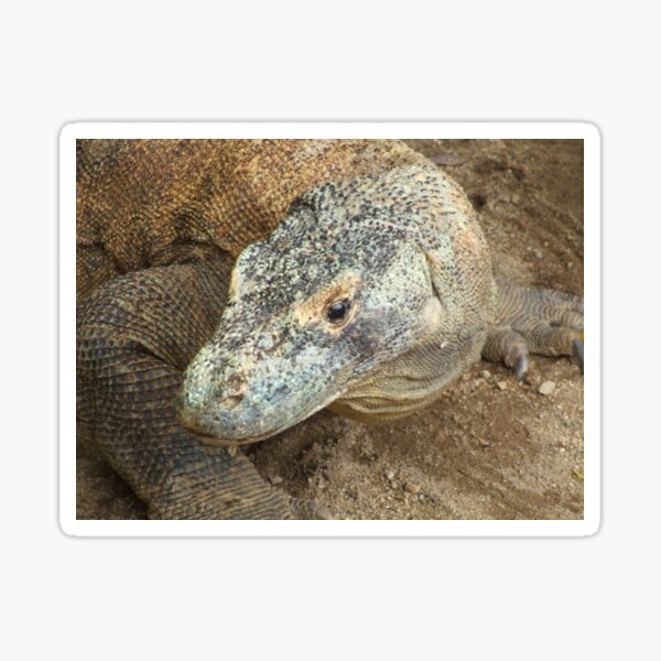 Komodo Gifts Merchandise Redbubble Komodo Gifts Merchandise Redbubble