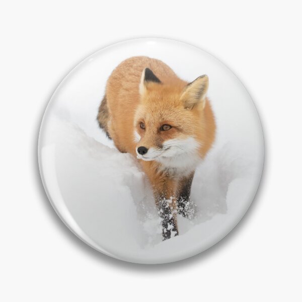 Item preview, Red fox in snow - Algonquin Park designed and sold by James Cumming.