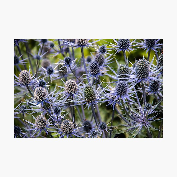 Scottish Thistles Photographic Print