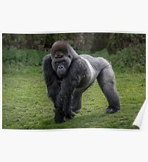 Gorilla Poster