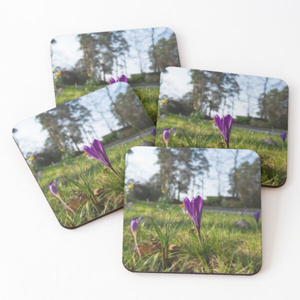 Item preview, Purple flowering crocus. Time to spring designed and sold by santoshputhran.