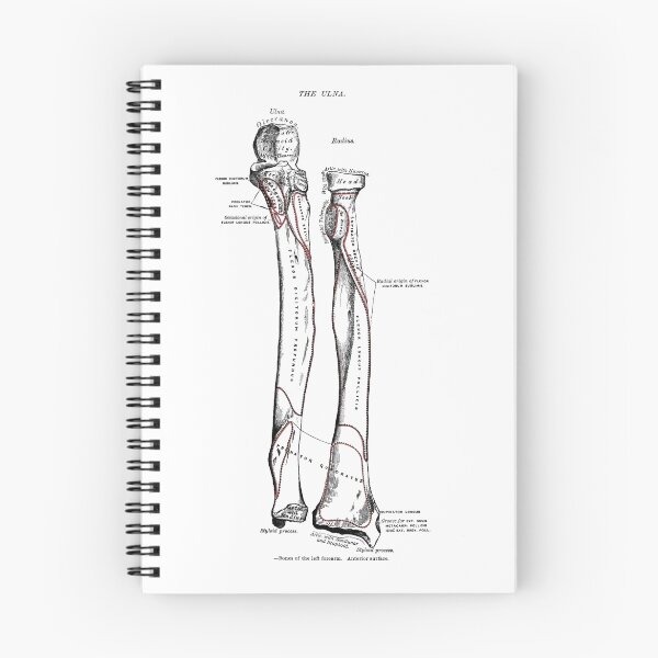 Item preview, Bones of the left forearm; Anterior surface (The Ulna) designed and sold by timothybeighton.