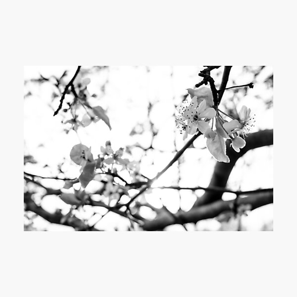 Brilliance Photographic Print