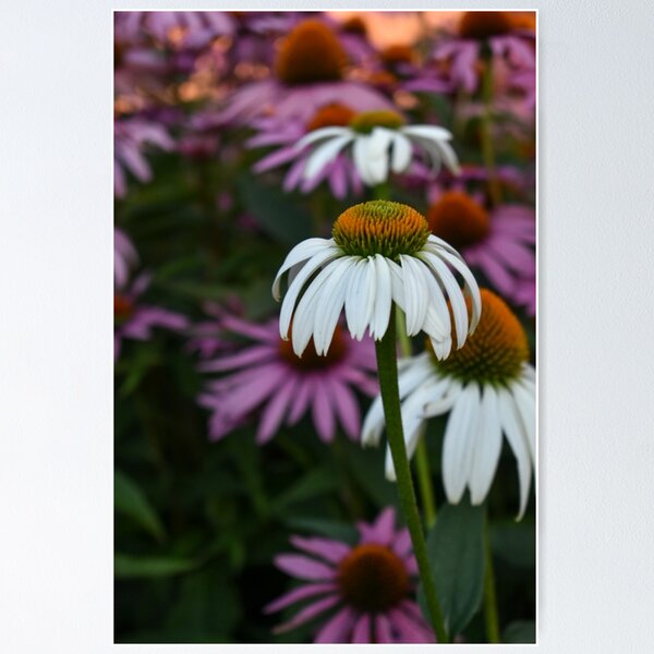 White Daisy Poster